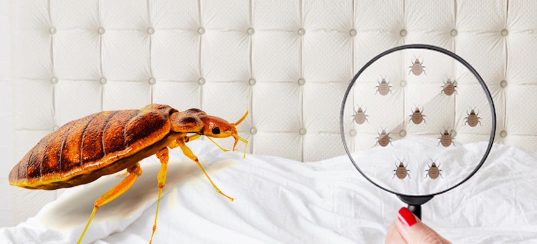 Bed Bug Control Services near me