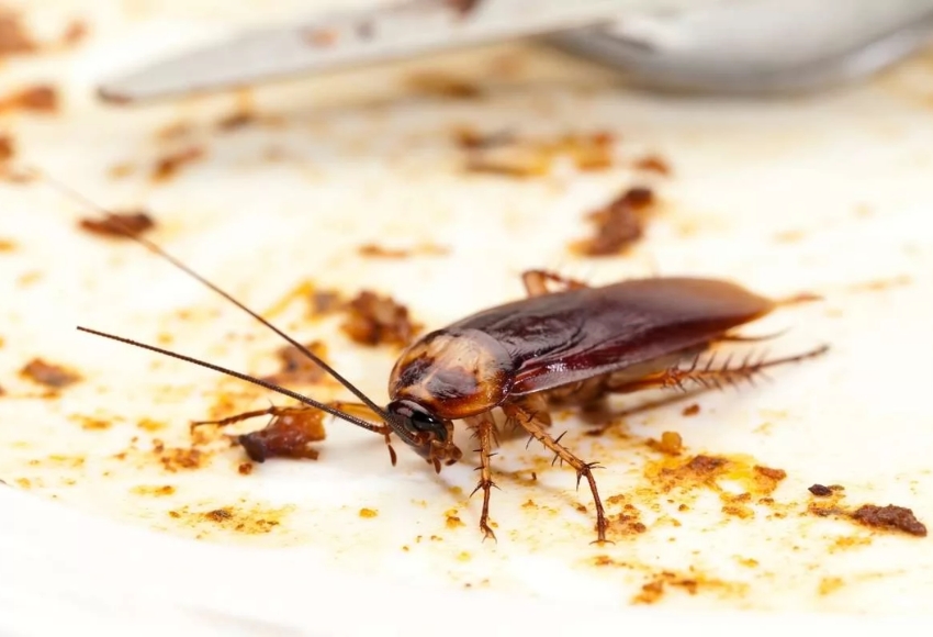 Best Cockroach Control Services near me