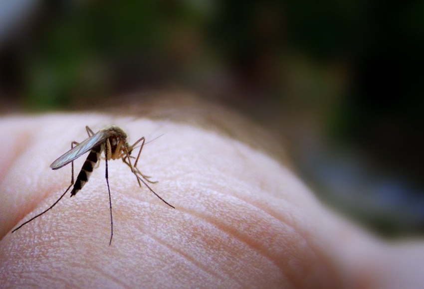 Best Mosquito Control Services near me