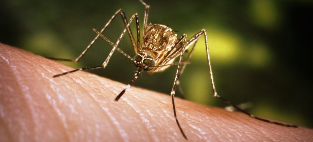 Best Mosquito Control Services in Hyderabad
