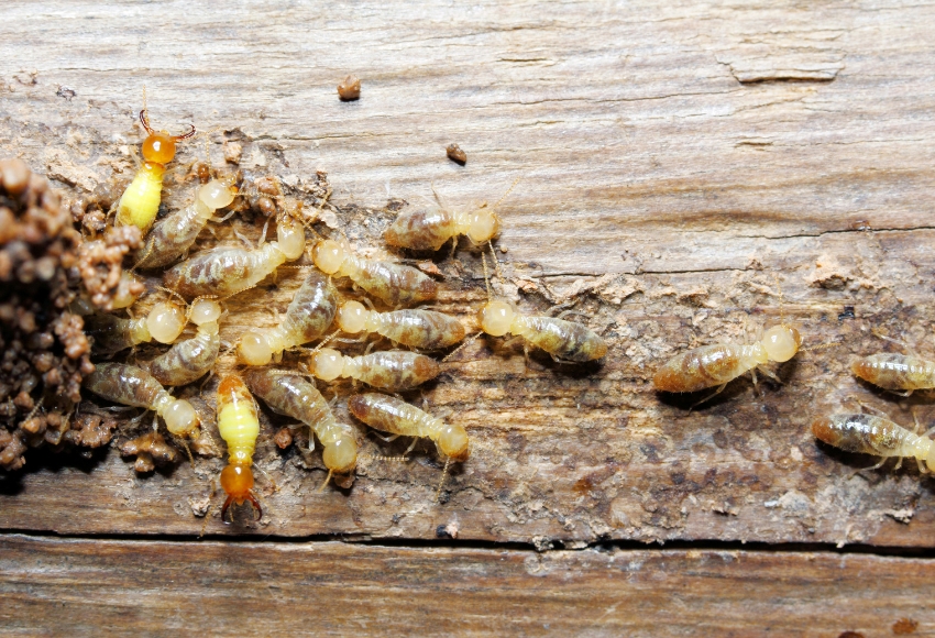 Best Termite Control Service near me