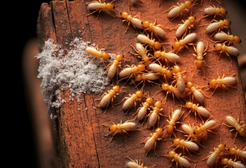 Termite Control Hyderabad